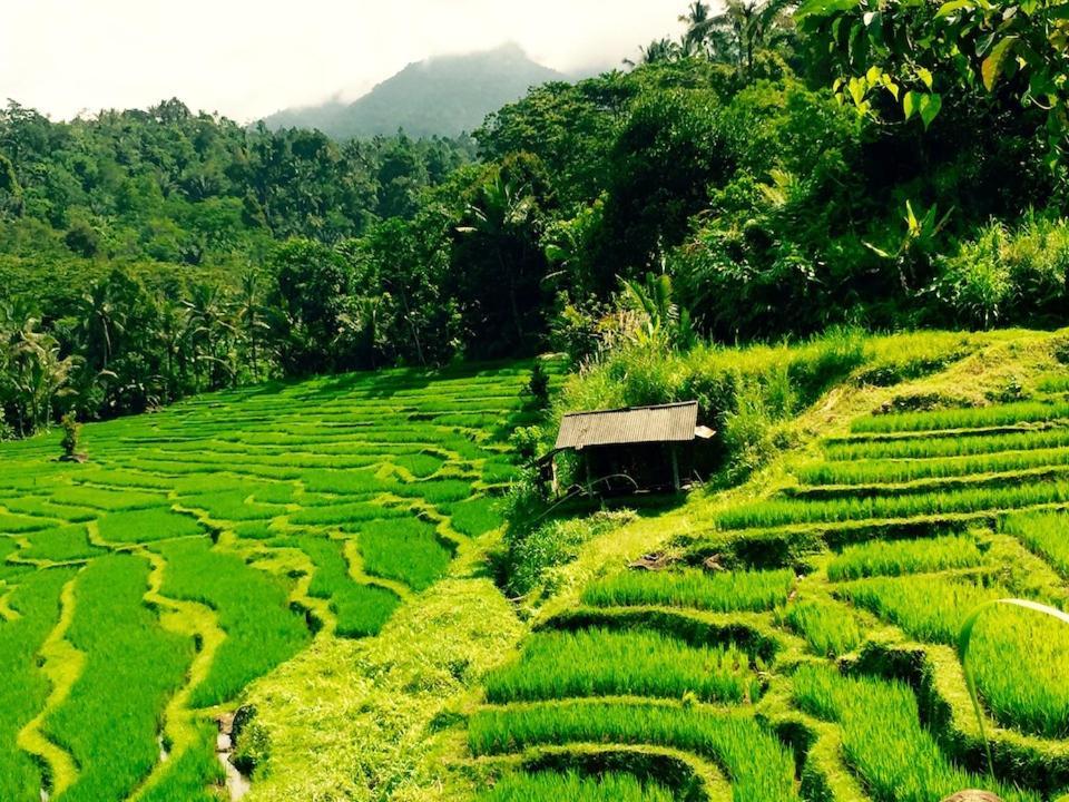 Bali Mountain Retreat Villa Selemadeg  Bagian luar foto